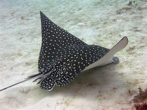 Raymond , better known by his nickname stingray and formerly chubs. Cozumel Dive Pictures | Stingray fish, Spotted eagle ray ...