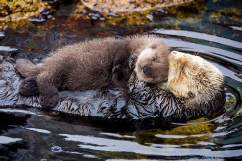 Tau Kē Tēnei Wiki Sea Otter Pup At Monterey Heathers Homilies