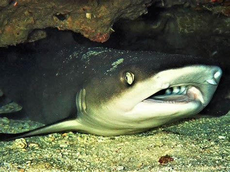Blacktip Reef Shark Moalboal Reef Species
