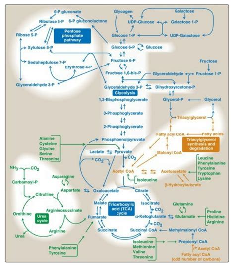 Introduction To Metabolism Biochemistry