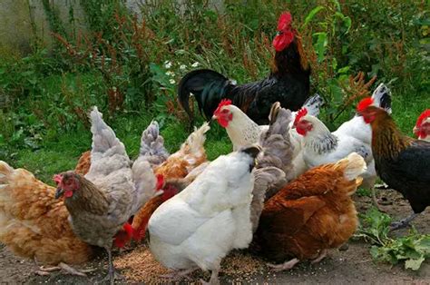Beginners Guide To Village Or Local Chicken Farming Pdf