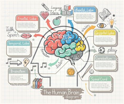 El Cerebro Humano Diagrama Garabatos Iconos Conjunto Arte Vectorial