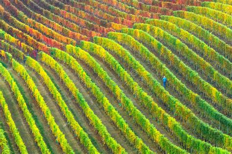 Vineyards In Autumn Colors Piedmont Region Italy Stock Image Image