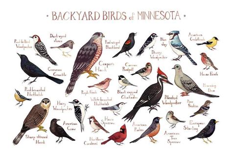 Minnesota Backyard Birds Field Guide Art Print Backyard Birds Bird