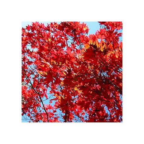 Acer Rubrum Sun Valley Red Maple Tree Buy Scarlet Maple
