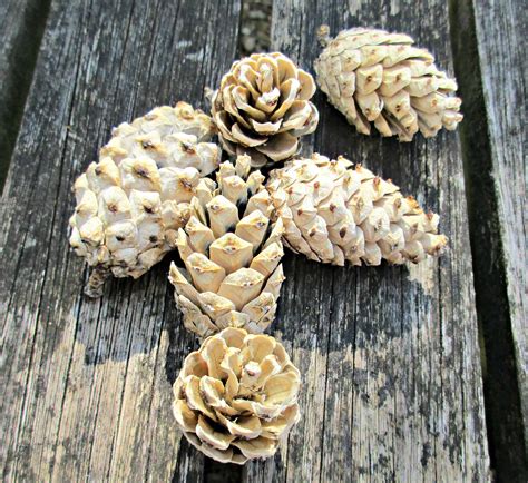Craft Invaders Pin Tested Bleaching Pine Cones Craft Invaders