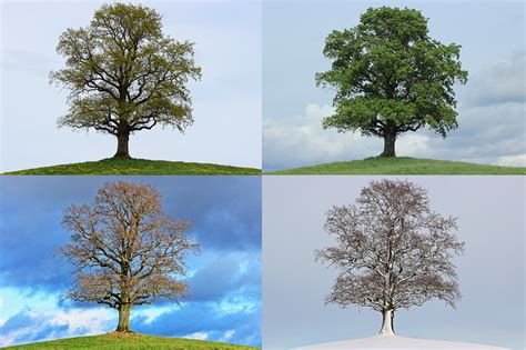 Tree Seasons Spring Free Image On Pixabay