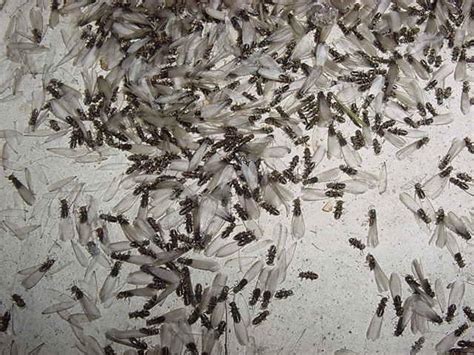 What Does A Termite Swarm Look Like