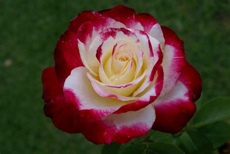 Top 10 Most Beautiful Roses In The World Arenapile