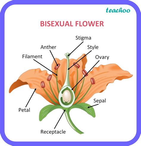 Bio Draw A Labeled Diagram Of The Longitudinal Section Of A Flower