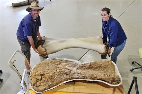 Australias Largest Dinosaur Nicknamed ‘cooper Belongs To A Newly