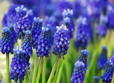 Foto stock premium di primi fiori di primavera blu, violette nella foresta. muscari - Fiori in giardino