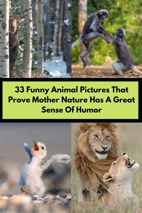 Animals are weird in the sense that each has their own quirks and specific type of character. 33 Funny Animal Pictures That Prove Mother Nature Has A ...