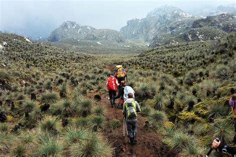 Rwenzori Mountains National Park — Gap Travels Uganda