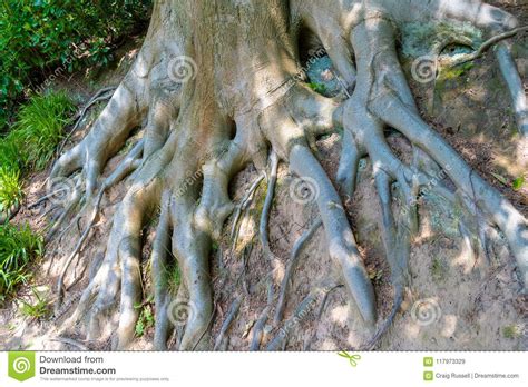 Exposed Tree Roots Stock Image Image Of Drought Roots 117973329
