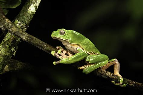 Giant Waxy Monkey Frog Nick Garbutt Nick Garbutt On Line