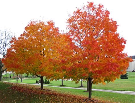This is part of what makes them great to plant in the first place. #TeachingTuesday: Sugar Maple