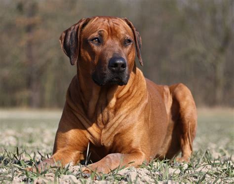 Rhodesian Ridgeback Breed Guide Learn About The