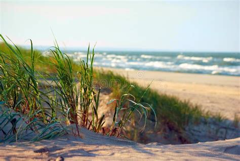 Grasses Growing On Coastal Sand Dunes Stock Photo Image Of Coastal