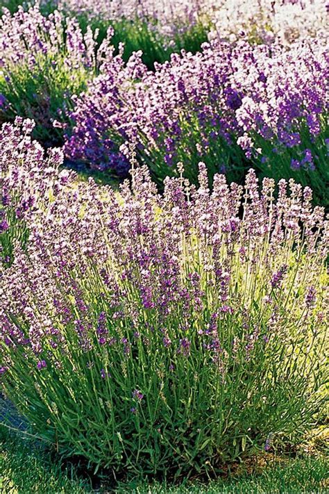 23 Top Lavender Varieties For Filling Your Garden With Color And