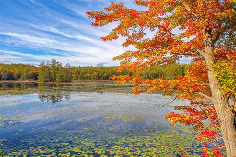 Red Tree In Fall Foliage Peak Colors In A Marsh Area Of The New