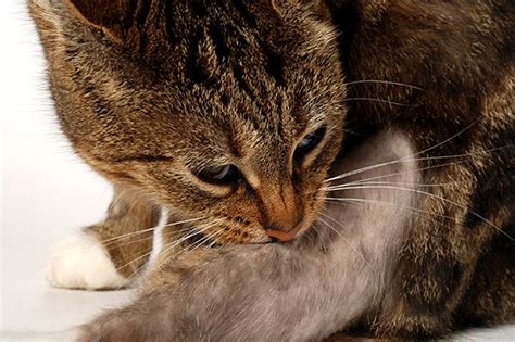 Although the specific causes of cancer in cats is currently unknown. Contact Dermatitis in Cats - Symptoms, Causes, Diagnosis ...
