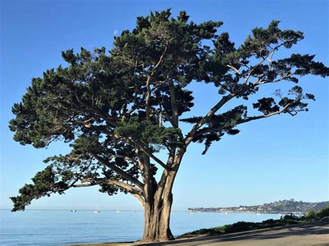Monterey Cypress Santa Barbara Beautiful