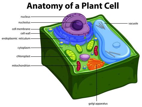 Real Plant Cells Labeled