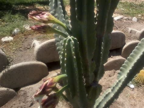 Welcome to our cacti database where we list many varieties of cacti. Help identifying this cactus.. san pedro? you tell me ...