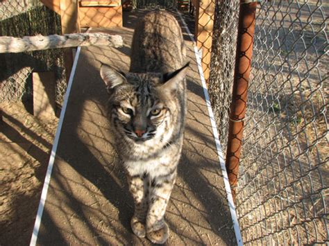 The underside and insides of the legs are white with dark spots or bars. Desert Duets: Bobcat Page