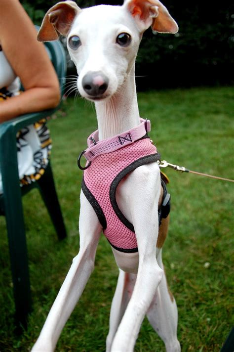 Cutest Italian Greyhound Ever Lauren Parnell Marino Flickr