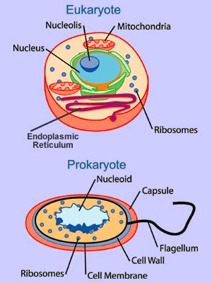 Organelles in eukaryotic cells : Organelles of Eukaryotic Cells - Windows to the Universe