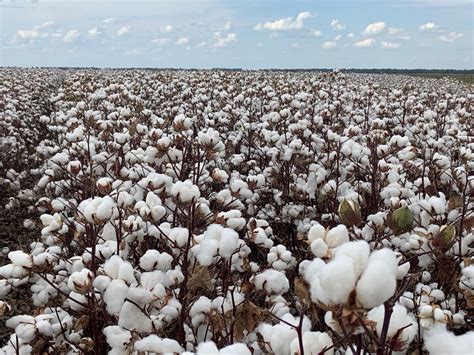 Phytogen Adds New High Yielding Variety For 2022 Cotton Grower
