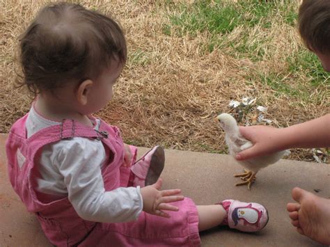 Love And Happiness Playing With Chickens