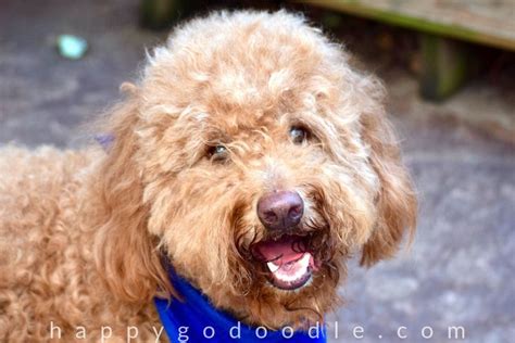 Goldendoodles and mini goldendoodles are a mix of a poodle (or mini poodle) with a golden retriever. How Much Are Goldendoodles? The "Doodles And Cents" Behind ...