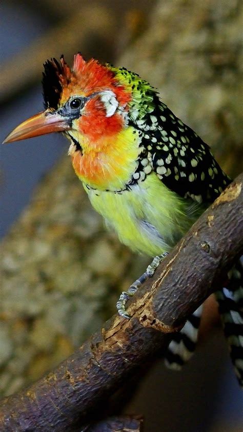 Beautiful Exotic Bird About Wild Animals