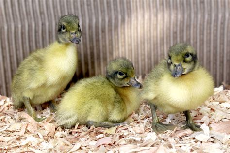 Welsh Harlequin Ducklings One Of Our Calmest Breeds Duck Breeds Ducklings Welsh Harlequin Duck