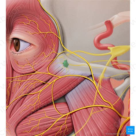 Parasympathetic nervous system: Anatomy and functions | Kenhub