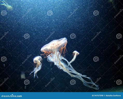 Jellyfish Stock Photo Image Of Medusa Water World 94767098