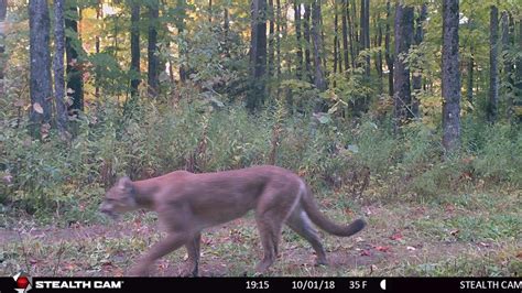 First Cougar Spotting Of 2018 Confirmed By Dnr Caught On Camera