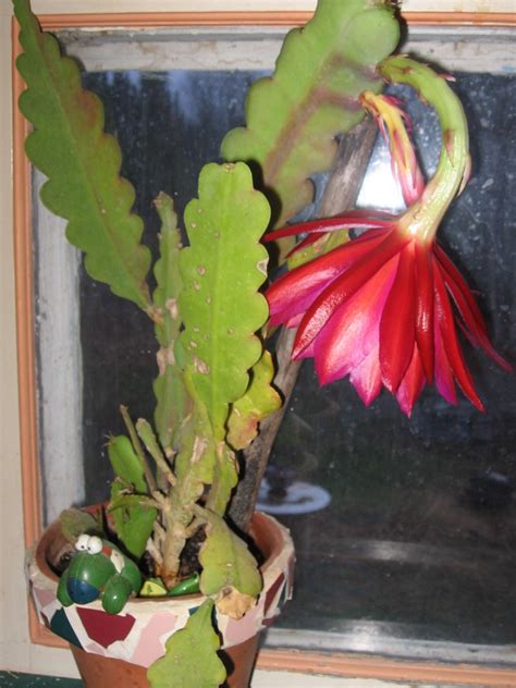 Had This Cactus For 10 Years And Just Now Bloomed What Is It