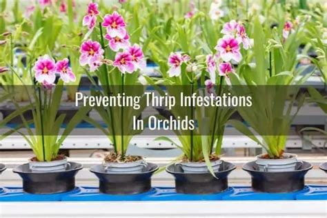 How To Get Rid Of Thrips On Your Orchid Everyday Orchids