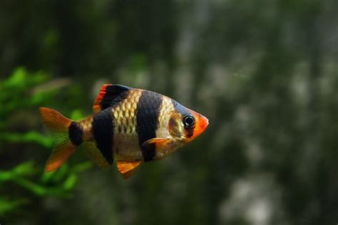 Tiger Barb Complete Care Guide Types Tank Mates And More