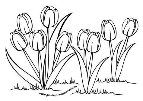 KUMPULAN SKETSA GAMBAR BUNGA TULIP | Harian Nusantara