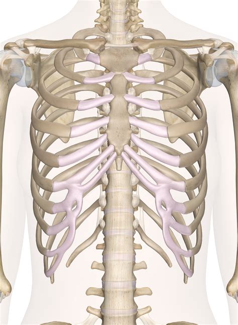 Aug 29, 2020 · here, we break down the anatomy of your chest muscles. Chest bone anatomy
