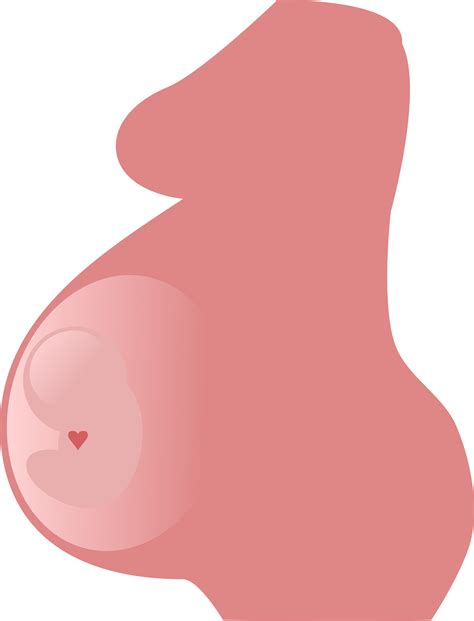 Pregnancy Clipart Baby Bump Pregnancy Baby Bump Transparent Free For