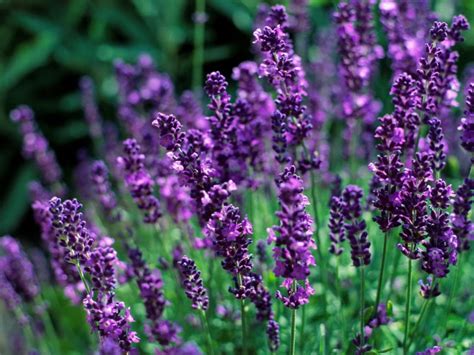 Lavender Fragrant Asia Seeds