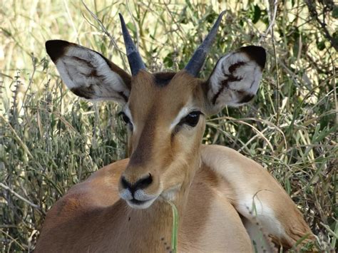 Impala are most noticeable as a result of their curved horns which are only present on males. Impalas - Wild Animals News & Facts by World Animal Foundation