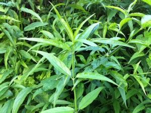 Di malaysia hempedu bumi biasanya ditanam di kawasan belakang rumah atau di dalam pasu untuk. The Tropical Herbs Plants Nursery | Pengusaha & Pembekal ...