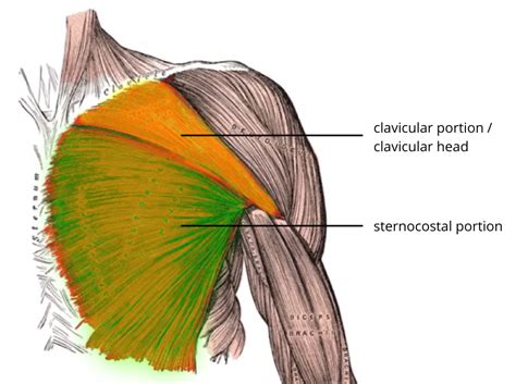 082 The Origin Insertion And Action Of Pectoralis Major Interactive